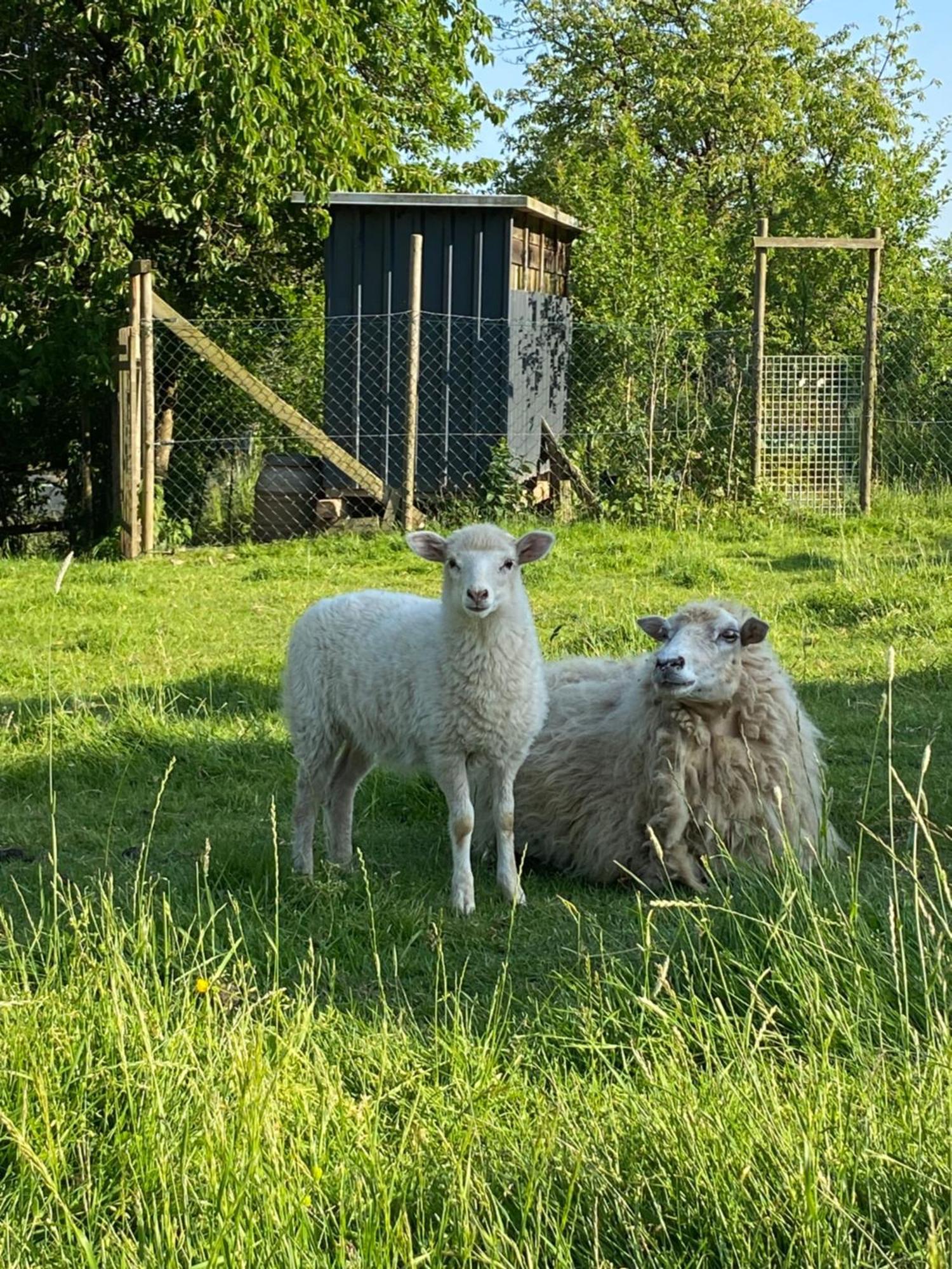 Landhof Lieg - Tierische Auszeit In Unseren Gemuetlichen Ferienwohnungen Buitenkant foto
