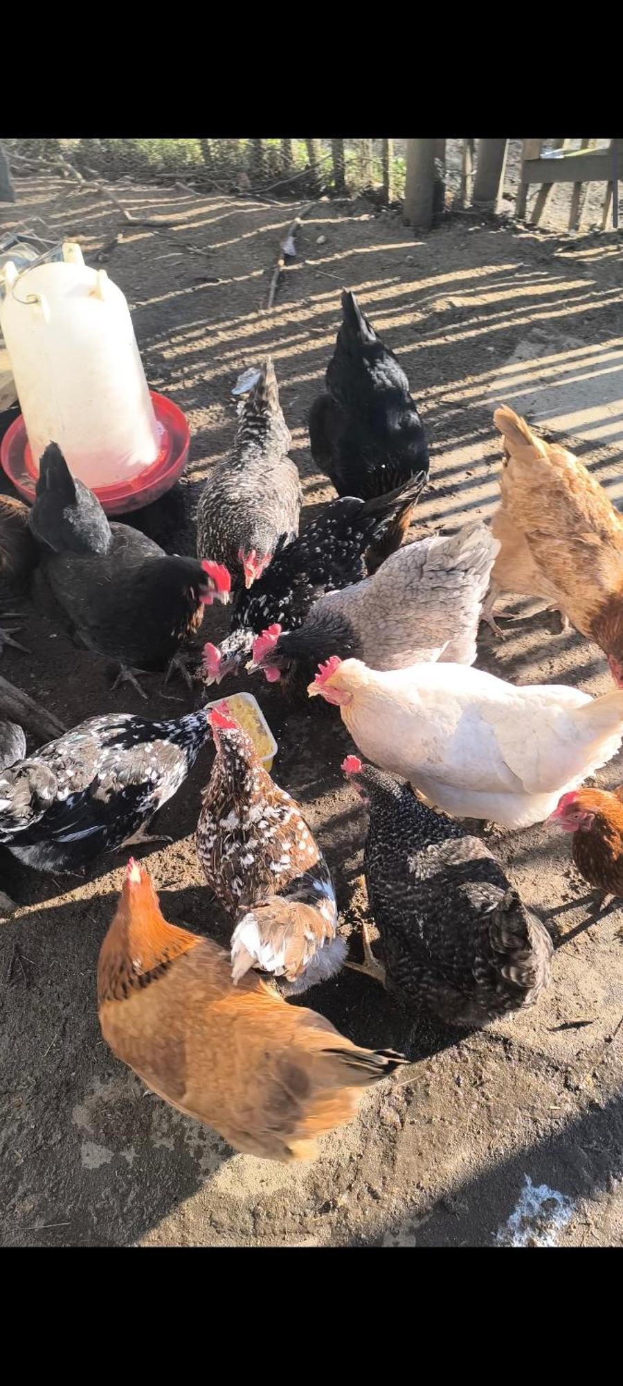 Landhof Lieg - Tierische Auszeit In Unseren Gemuetlichen Ferienwohnungen Buitenkant foto